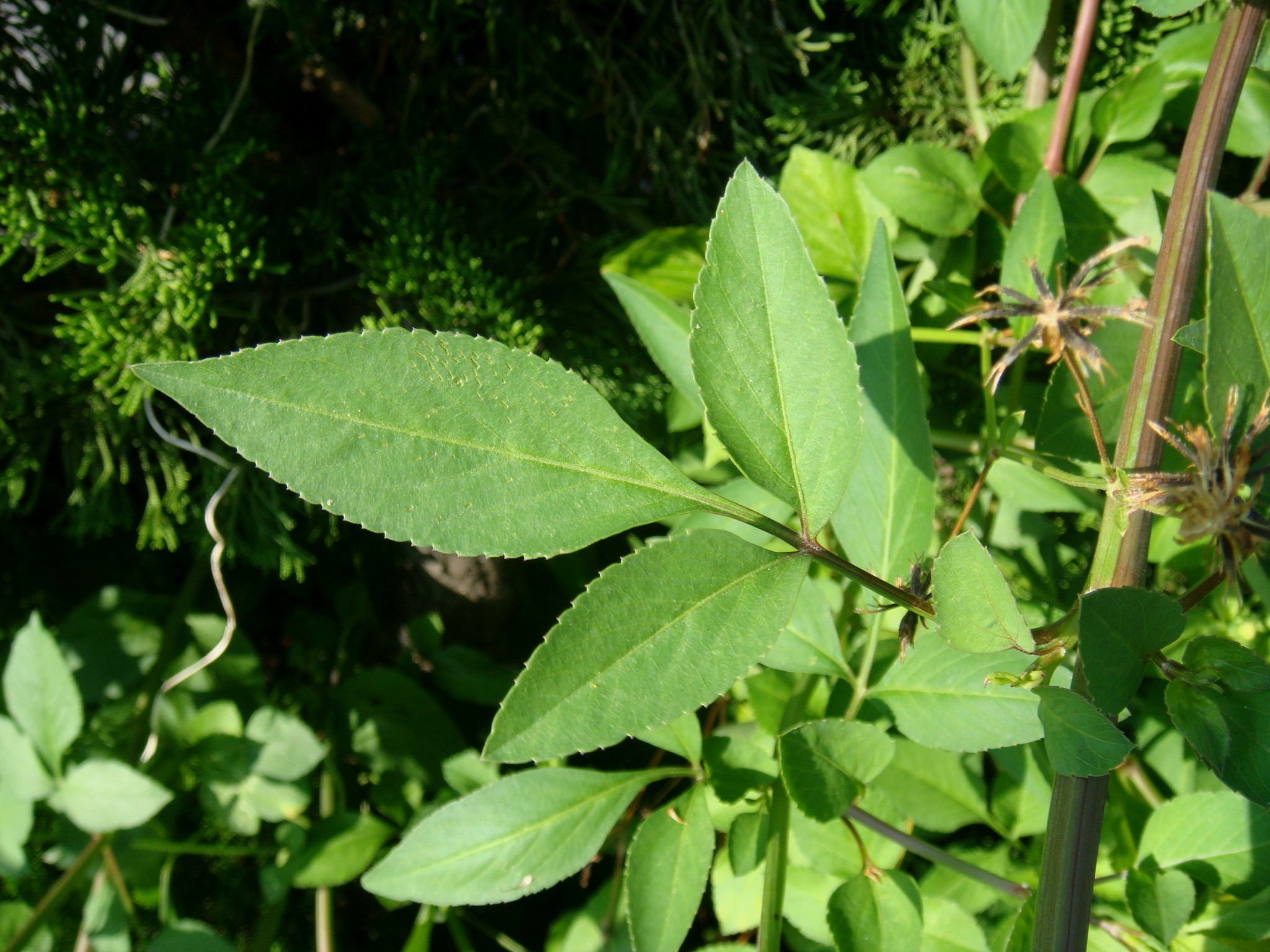 Bidens alba (L.) de Candolle